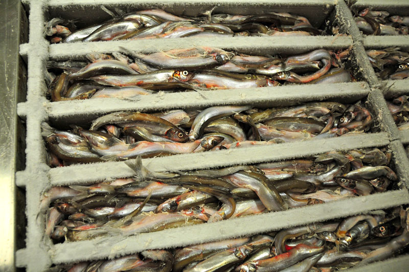 Scandinavie, Norvge, Sude, Finlande